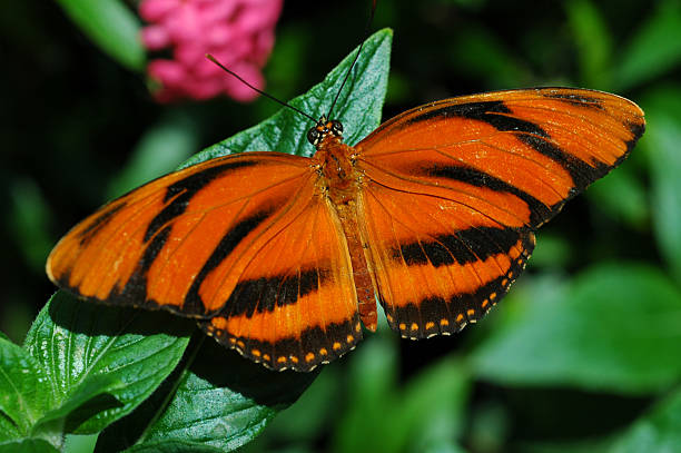 istock orange tiger butterfly, Dryadula phaetusa 115866736