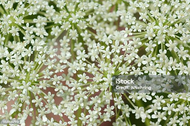 Queen Annes Lace Daucus Carota Flowers Stock Photo - Download Image Now - Close-up, Queen Anne's Lace, Backgrounds