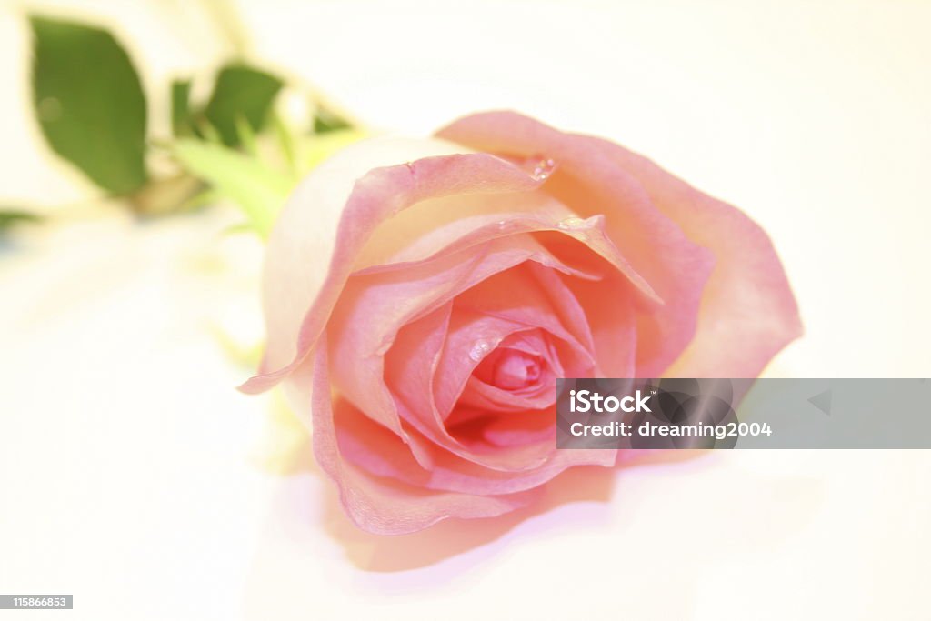 rose - Foto stock royalty-free di Amore