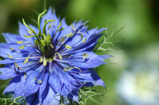 Love-in-a-mist, 