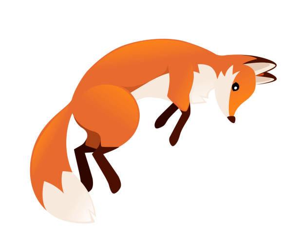 Cute Red Fox Jumping Cartoon Animal Character Design Forest Animal Flat  Vector Illustration Isolated On White Background Stock Illustration -  Download Image Now - iStock
