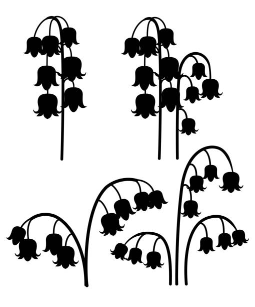 illustrations, cliparts, dessins animés et icônes de convallaria majalis. lilly de la vallée. fleur colorée de printemps moyen. illustration plate de vecteur d'isolement sur le fond blanc. ensemble de fleurs - muguet