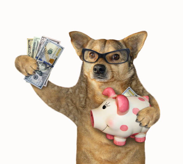 istock Dog holding a piggy bank 1158669456
