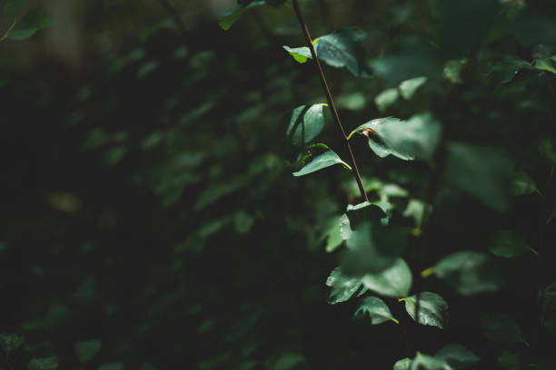 istock Dark green leaves background of bush branches on blurred background 1158669579