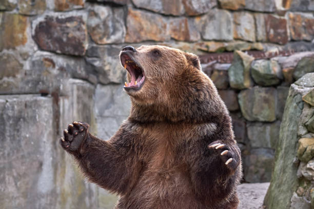 Brown bear (Ursus arctos). ZOO Brown grizzly bear. widely open mouth. roaring photos stock pictures, royalty-free photos & images