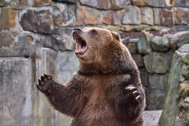 Photo of Brown bear (Ursus arctos). ZOO