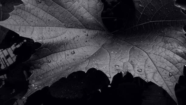 istock Drops on the leaves. Monochrome. 1158669758