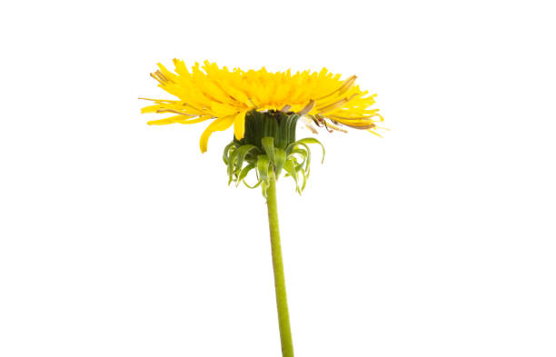 istock beautiful dandelion flower isolated 1158669778