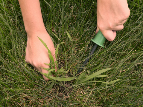 Crabgrass is manually removed from a lawn.