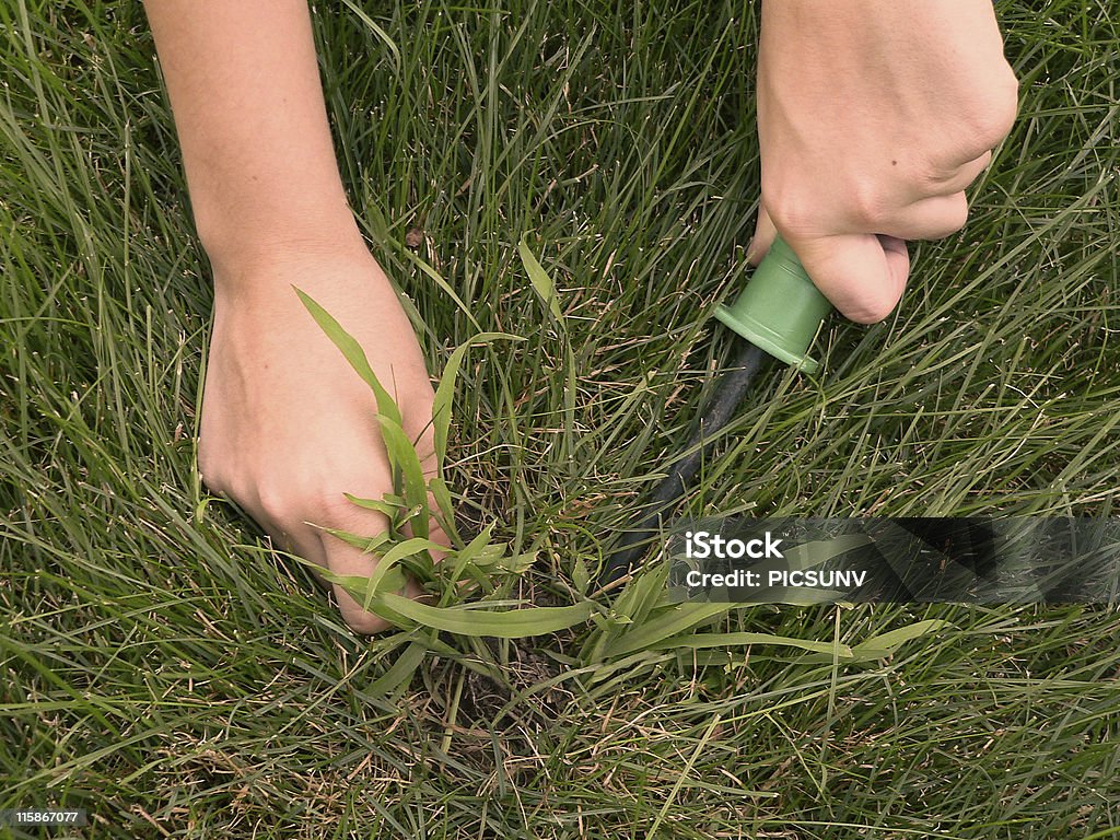 Crabgrass Crabgrass is manually removed from a lawn. Weeding Stock Photo