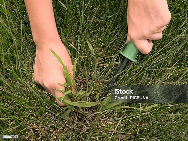 Crabgrass Stock Photo - Download Image Now - Weeding, Color Image, Gardening