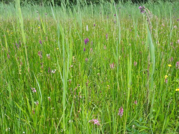 istock wild orchids in Cambridge fens 1158671513