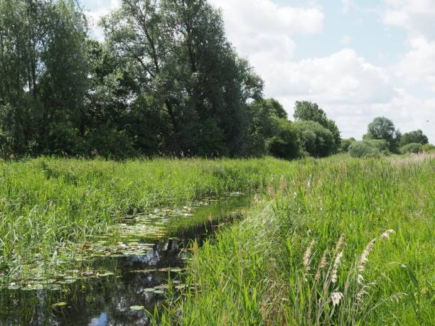 istock Wetlands in Cambridge fens 1158671782