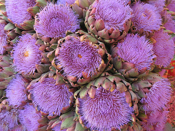 istock Artichoke flowers 115867223