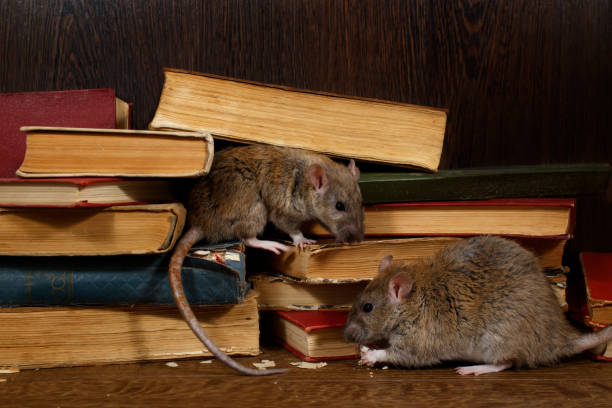 옷장 바닥에 있는 오래된 책 근처에 는 두 마리의 쥐가 앉아 있습니다. 한 쥐가 종이를 먹는다. - book heap obsolete stack 뉴스 사진 이미지
