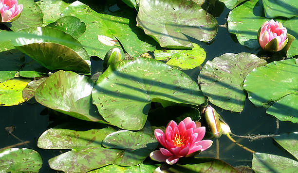 Monet's lilly pads landscape beautiful lilly pads Monte's Giverney, France. foundation claude monet photos stock pictures, royalty-free photos & images