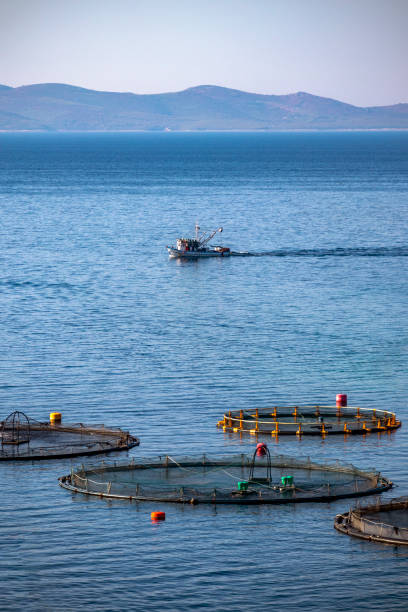 istock Fish cages early morning 1158673845