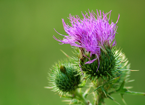 High angle macro view of a single prickly blue thistle (sea holly) with shallow DOF