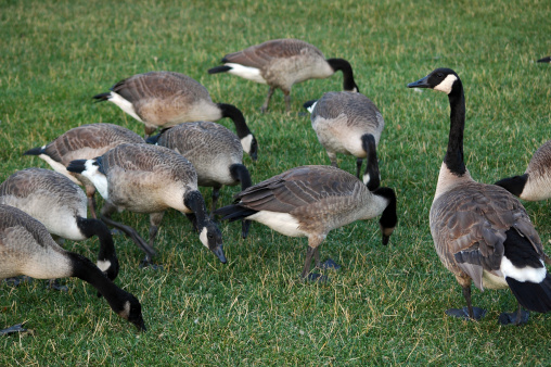 Close-up of a Canada goose Branta canadensis, foraging in a green meadow