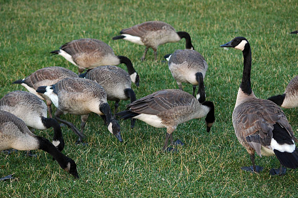 Canada geese, Branta canadensis occidentalis, on green grass Canada geese,  canada goose stock pictures, royalty-free photos & images