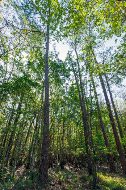 istock Trees rising in the Forest in Spring under a blue sky 1158675171