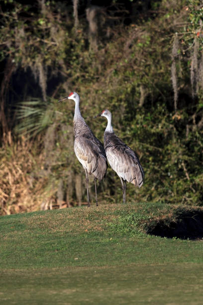 istock Two Sand Hill Cranes on a Golf Course must be saying: I'm sure That Ball landed right around here 1158676785