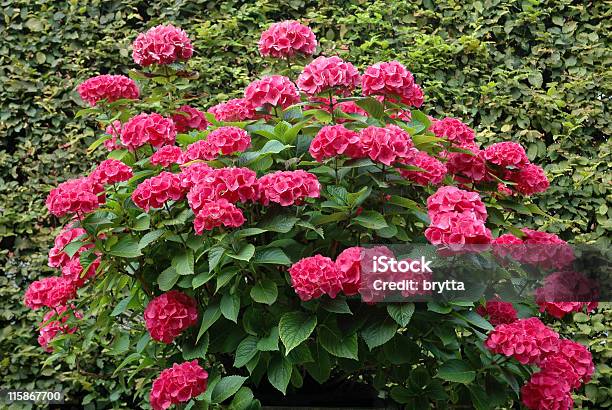 Desabrochando Hidrângea Macrophylla Contra Uma Sebe De Carpinocomum - Fotografias de stock e mais imagens de Hidrângea