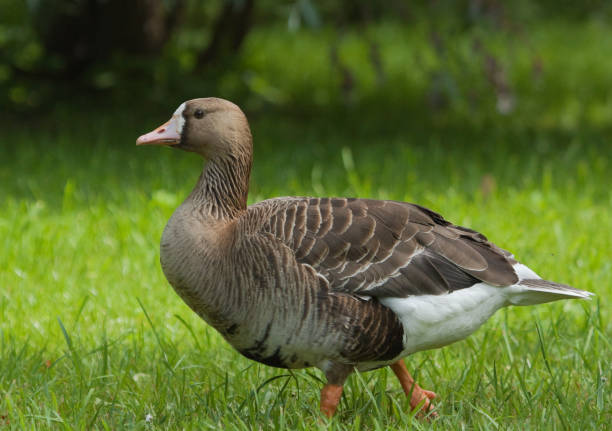 istock Greater White-fronted Goose on the grass 1158677503