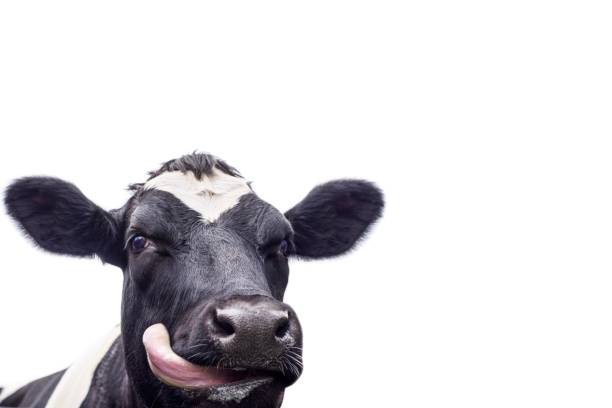 A close up of a black and white cow, isolated A close up photo of a black and white cow, isolated on a white background licking photos stock pictures, royalty-free photos & images