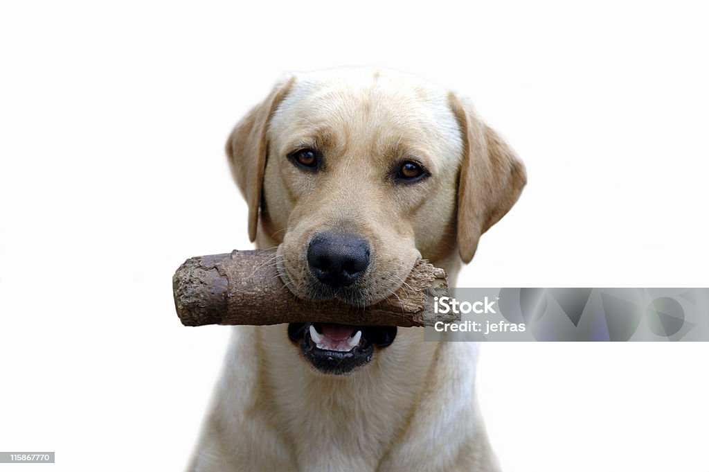 Meu Labrador - Foto de stock de Animal royalty-free