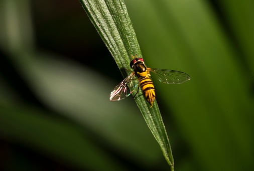 This macro image shows a haver fly on a green plant.