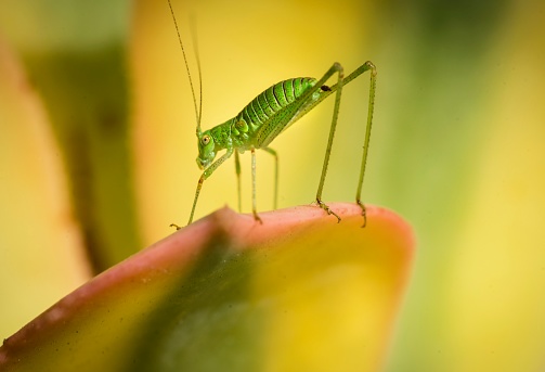 This macro image shows an interesting looking bush cricket nymph insect bug on pastel colored succulent leaf in the sun.