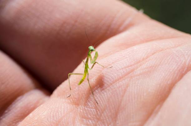 istock macro baby praying mantis insect on a human hand 1158678779