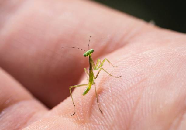 istock macro baby praying mantis insect on a human hand 1158678839