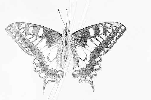 Transposition to pencil or charcoal drawing of a gonglondrine tail butterfly to color or use as a coloring model
