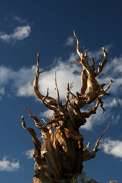 starożytnym sosna oścista - 04 - twisted tree california usa zdjęcia i obrazy z banku zdjęć