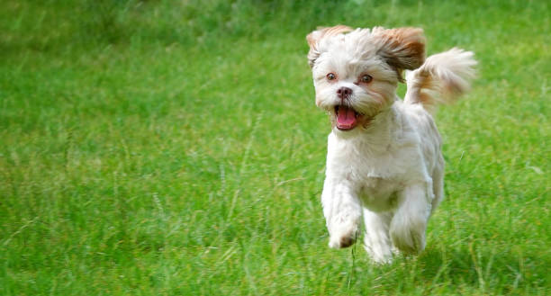 istock Sweet Cute Dog on Green Grass 1158680543