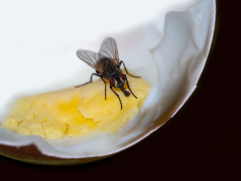 Black fly insect landed boiled egg inside