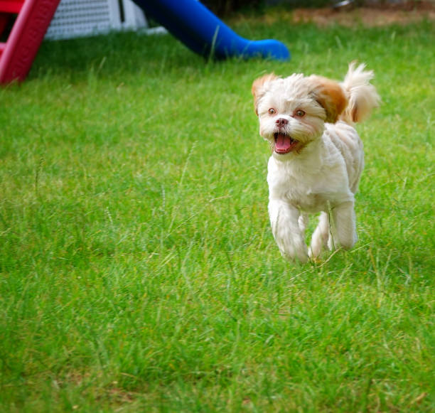 istock Sweet Cute Dog on Green Grass 1158680597