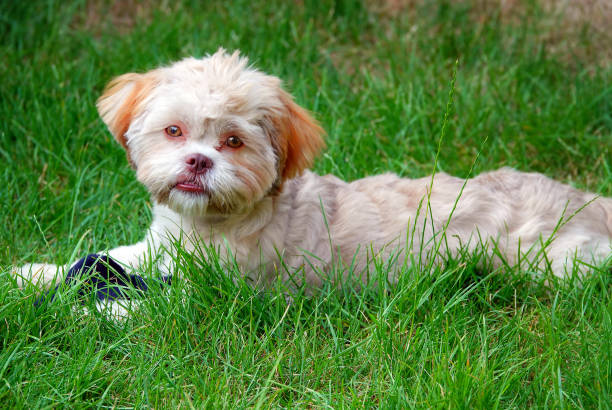 istock Sweet Cute Dog on Green Grass 1158680648