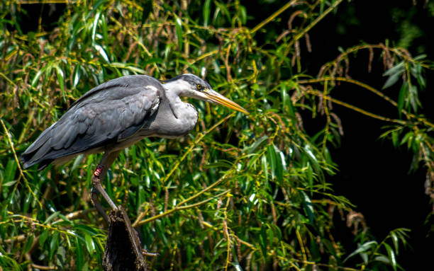 istock The hunting Grey Heron (Ardea cinerea) by the water. 1158682098