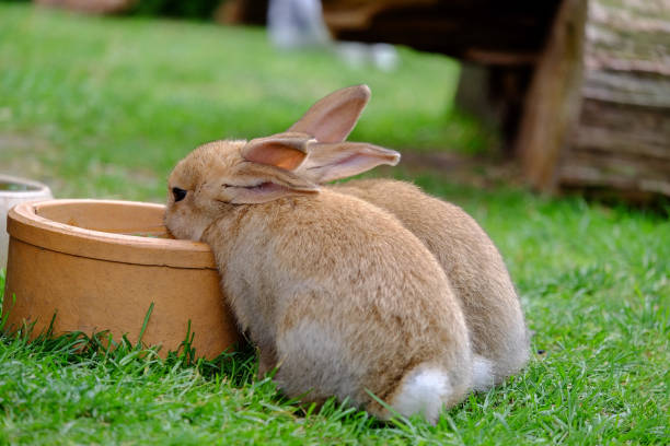 istock Two brown rabbits drinking water in the garden. 1158682362