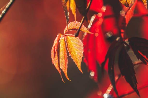 istock Colorful autumn virginia creeper, wild grape background close up 1158683435