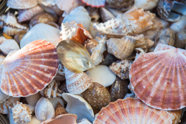 istock Close-up of assorted colorful seashells 1158683838