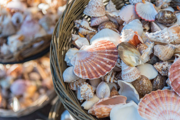 istock Close-up of assorted sea shells displayed in baskets 1158683843