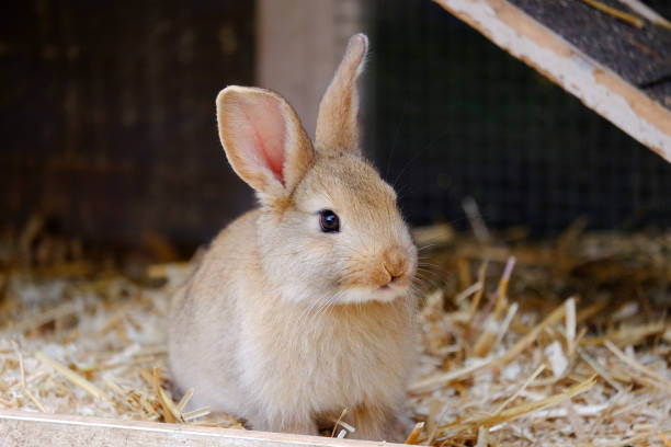istock Little beige rabbit sitting in a farm. 1158683864