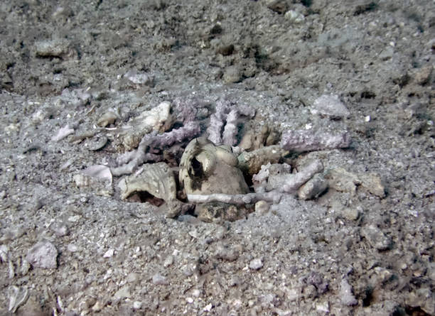 istock A Dendritic Jawfish (Opistognathus dendriticus) in it's hole on the sea bed 1158683989