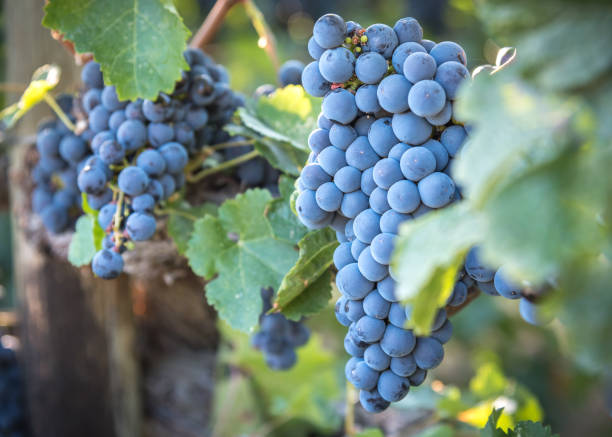 istock Close-up grapes in vineyard backlit by autumn sunshine 1158683991