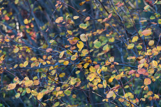 istock Yellow autumn leaves on branches full frame background 1158683993