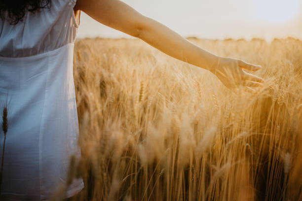 istock Young pretty woman walks in the cornfield while enjoying sunset 1158684065